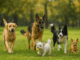 consultoria canina